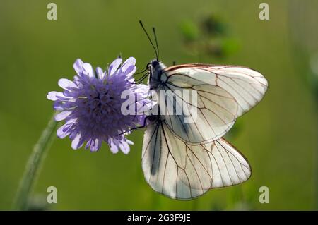 Due farfalle Aporia crataegi su un fiore Foto Stock