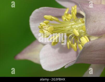 Aquilegia Foto Stock