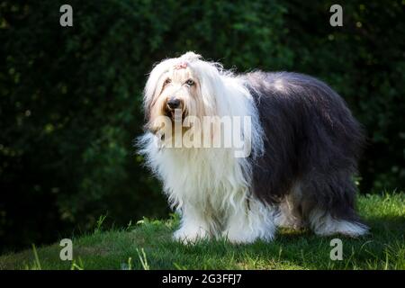 Bobtail (Old English Sheepdog) Foto Stock