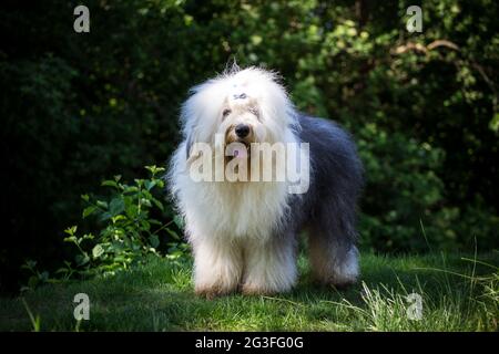 Bobtail (Old English Sheepdog) Foto Stock