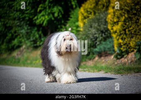 Bobtail (Old English Sheepdog) Foto Stock