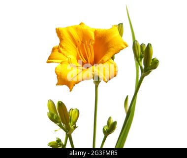 Reblooming Daylily isolato su bianco, Hemerocallis Stella de Oro Foto Stock