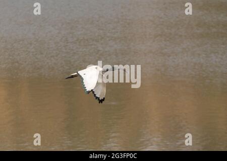 White Ibis in volo Foto Stock