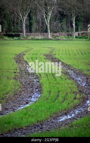 crescita fresca nel campo di norfolk con area boschiva sullo sfondo Foto Stock