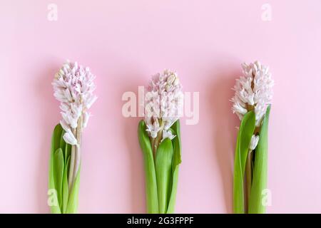 Buona Pasqua. Tre fiori di giacinto su sfondo rosa pastello con spazio per la copia del testo Foto Stock
