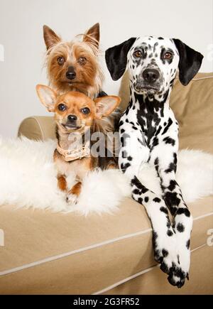 Tre cani sul divano Foto Stock