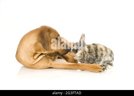 Rhodesian Ridgeback con conigli nani Foto Stock