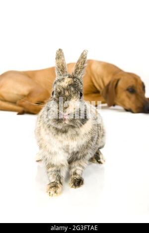 Rhodesian Ridgeback con conigli nani Foto Stock