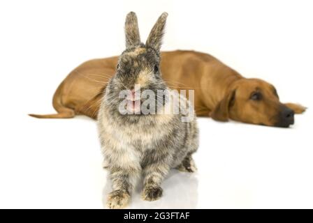 Rhodesian Ridgeback con conigli nani Foto Stock