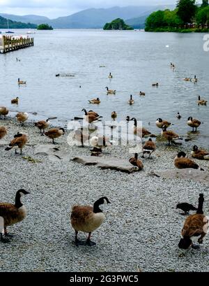 Un gregge di oche canadesi (Branta canadensis) sulla riva del lago Windermere nel Distretto dei Laghi, Inghilterra, Regno Unito Foto Stock