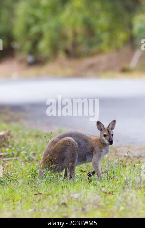 Wallaby a collo rosso (Macropus rufogriseus) in piedi accanto alla strada. Murwillumbah, NSW, Australia Foto Stock