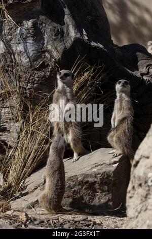 Un ritratto di tre meerkat in poised che sorvegliano con orgoglio la loro roccia Foto Stock