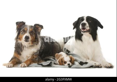 Pastore australiano, Border Collie, Cavalier re Charles Spaniel Foto Stock