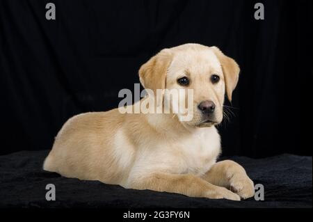 Il Labrador Retriever cucciolo Foto Stock