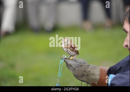 Gufo pigmeo brasiliano. Gufo pigmito ferruginoso Foto Stock