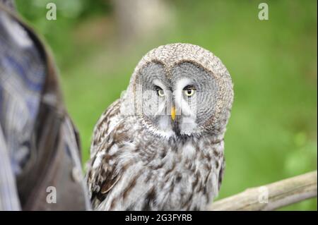 Gufi da burrowing, Athene cunicularia. Foto Stock