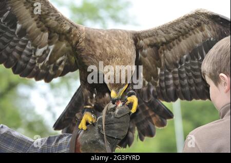 Uccello selvatico nel Falkenhof Harz con falconer Mursa. Foto Stock