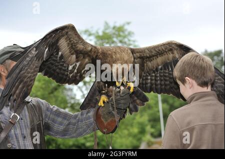 Uccello selvatico nel Falkenhof Harz con falconer Mursa. Foto Stock