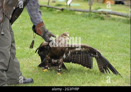 Uccello selvatico nel Falkenhof Harz con falconer Mursa. Foto Stock