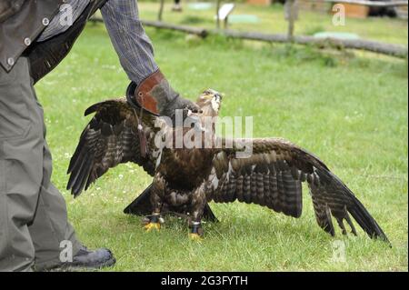 Uccello selvatico nel Falkenhof Harz con falconer Mursa. Foto Stock