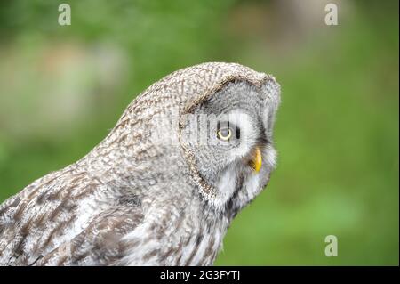 Gufi da burrowing, Athene cunicularia. Foto Stock