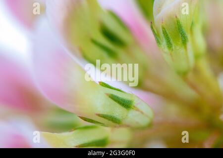 Primo piano estremo di Alsike Clover o Trifolium Hybridum Foto Stock