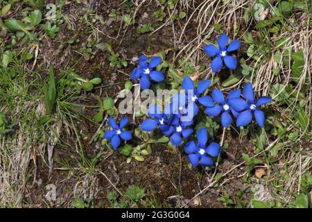 Bei piccoli genziani Foto Stock