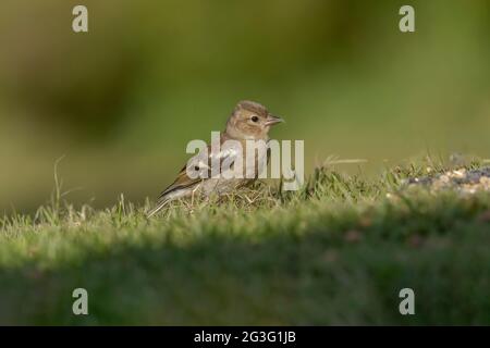 Chaffinch femmina appollaiato sull'erba, primo piano, in Scozia in estate Foto Stock