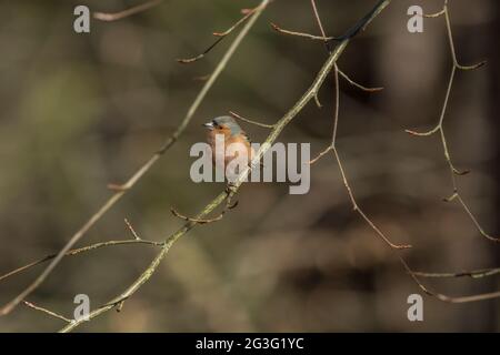 Chaffinch maschio appollaiato su un ramo, primo piano, in Scozia in primavera Foto Stock