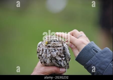 Gufo pigmeo brasiliano. Gufo pigmito ferruginoso Foto Stock