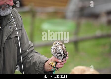 Falconer Mursa con gufo di pygmy brasiliani.Ferruginous Foto Stock