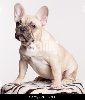 Brown bulldog francese cucciolo Foto Stock