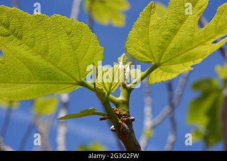 Foglie verdi fresche su fico, Ficus carica, nuova crescita in primavera Foto Stock