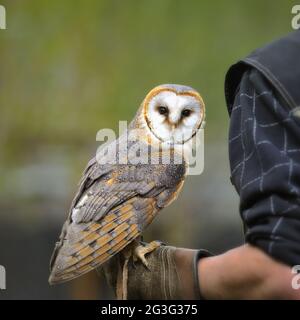 Il gufo di fienile (Tyto alba) Foto Stock