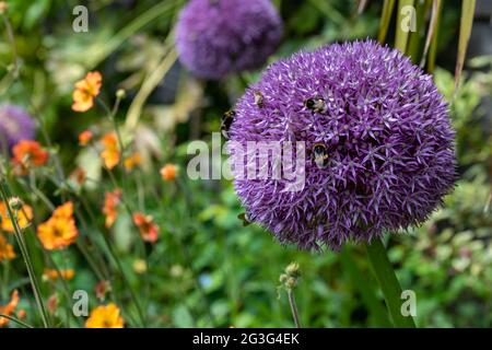 Teste di fiori di Allium giganteum, anche chiamato un Allium di cipolla gigante. I fiori fioriscono all'inizio dell'estate e fanno una dichiarazione architettonica. Foto Stock