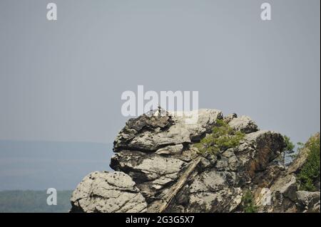 Saker Falcon Falco cherrug Foto Stock