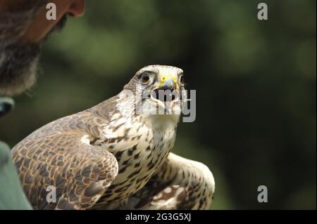 Falconer Mursa con SAKER Falcon Kasandra Foto Stock