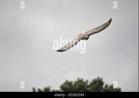 Saker Falcon Falco cherrug Foto Stock