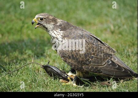 Saker Falcon Falco cherrug Foto Stock