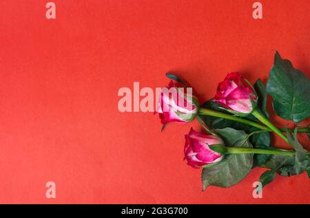 Tre rose giacciono su uno sfondo rosso vista dall'alto Foto Stock