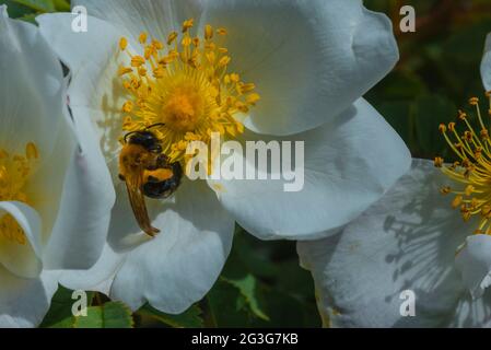 Un'ape e una piccola rosa bianca, una rosa di cane e un'ape, una macro foto artistica, ape su una rosa bianca piccola Foto Stock