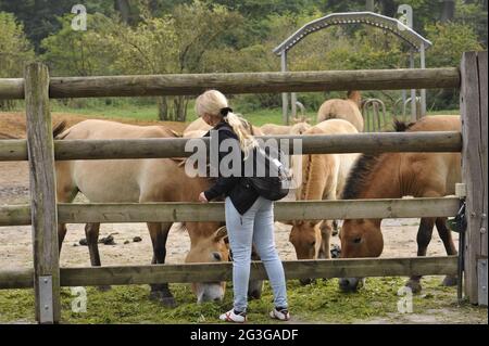 Cavallo di Przewalski (Equus ferus przewalskii) mare con foal Foto Stock