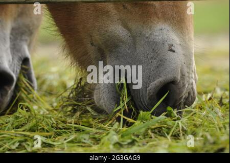 Cavallo di Przewalski (Equus ferus przewalskii) mare con foal Foto Stock