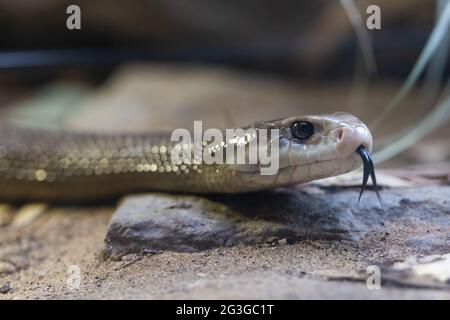 Taipan costiera australiana altamente velenosa Foto Stock