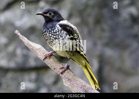 In pericolo critico australiano Honeyeater Regent Foto Stock