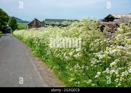 Prezzemolo di mucca, Chipping, Preston, Lancashire, Regno Unito Foto Stock