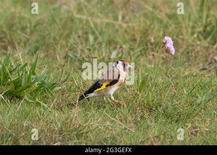 Goldfinch, Arnside, Milnthorpe, Cumbria, Regno Unito Foto Stock