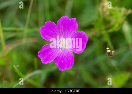 Bloody Cranesbill, Arnside, Milnthorpe, Cumbria, Regno Unito Foto Stock