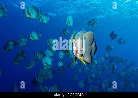 Batfish Longfin, Platax teira, nelle Maldive Foto Stock