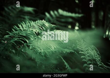 Moody verde felce bosco dettaglio con bellissimo sfondo in Francia Foto Stock